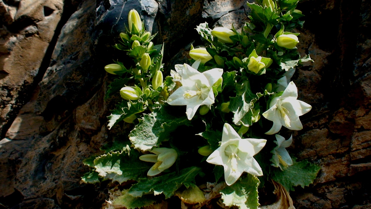 Image of Campanula crispa specimen.