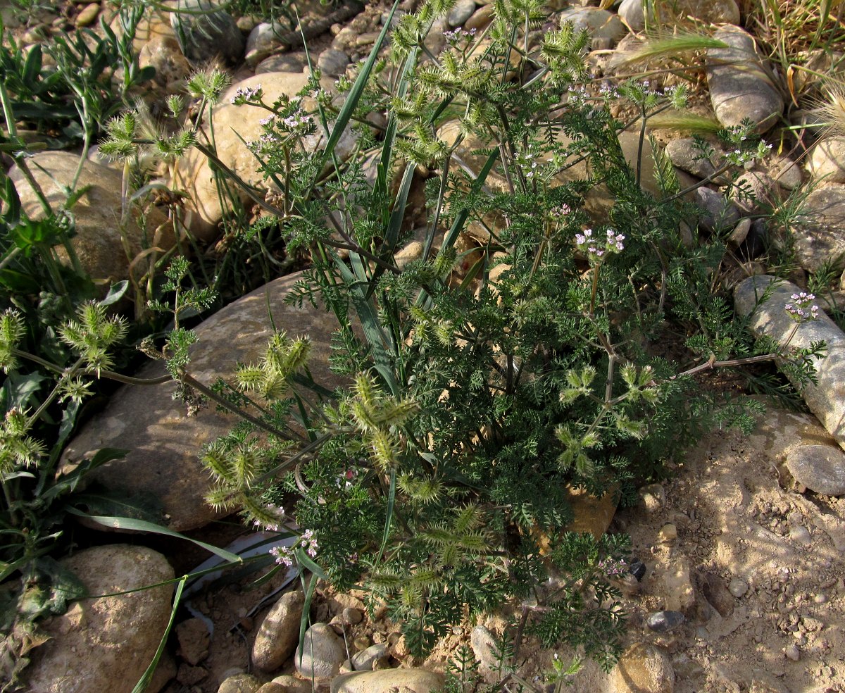 Image of Caucalis platycarpos specimen.