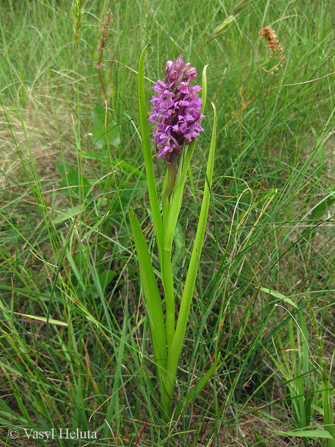 Image of Dactylorhiza incarnata specimen.