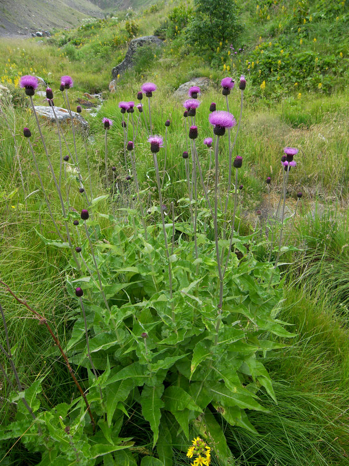 Image of Cirsium dealbatum specimen.