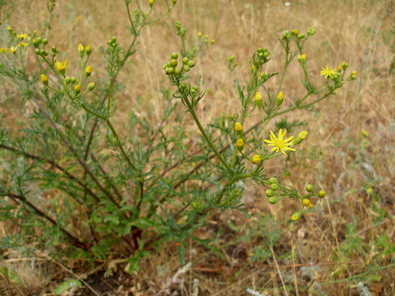 Image of Senecio borysthenicus specimen.