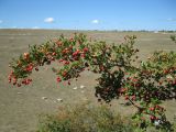 Crataegus monogyna