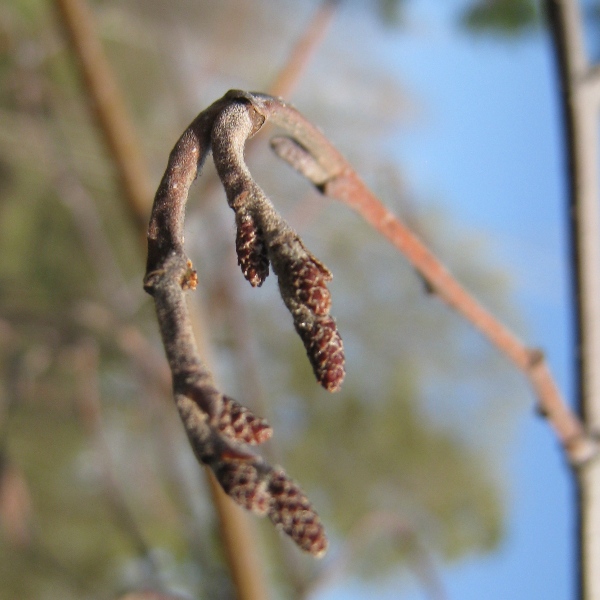 Image of Alnus incana specimen.