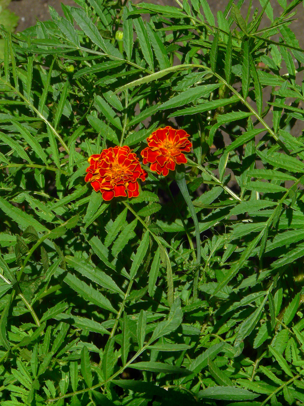 Image of Tagetes patula specimen.