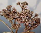 Viburnum rhytidophyllum. Развивающееся соцветие. Германия, г. Кемпен, в скверике. 14.01.2013.