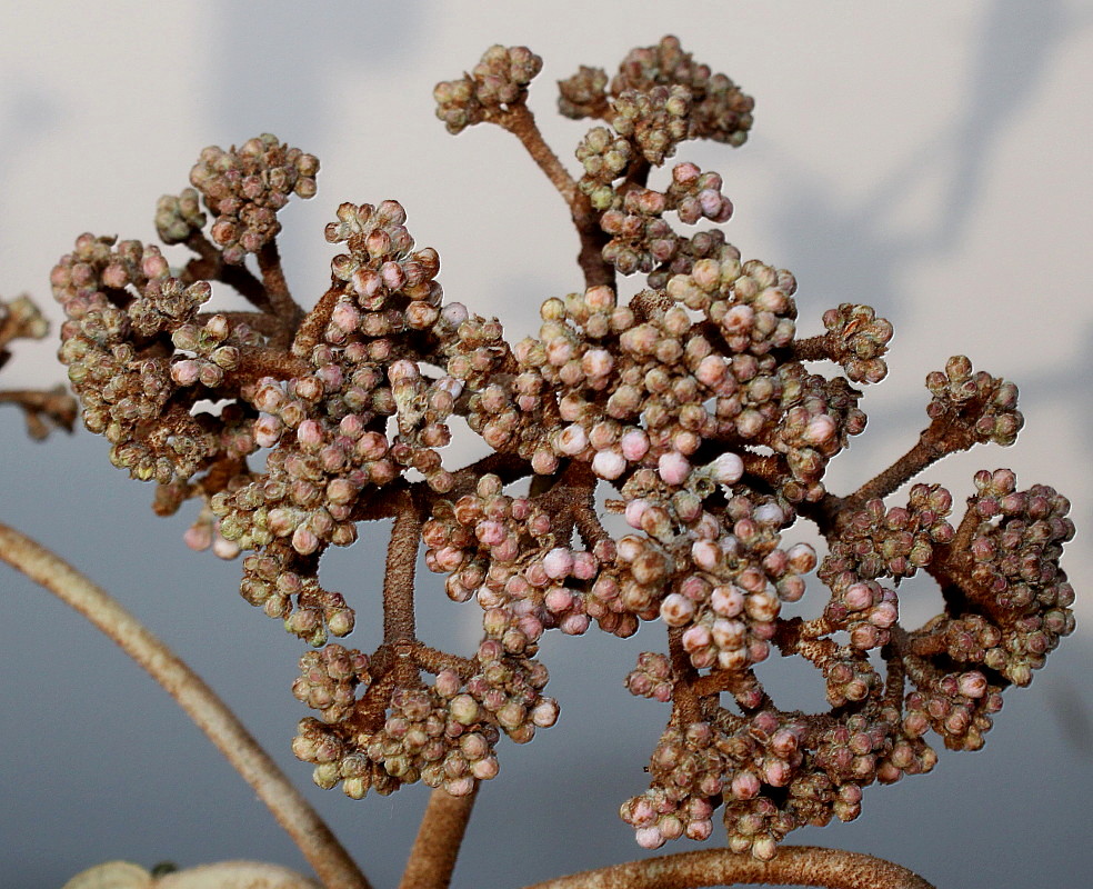 Image of Viburnum rhytidophyllum specimen.