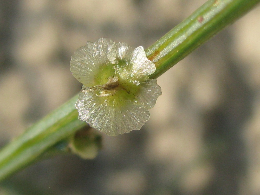 Image of Salsola tragus specimen.