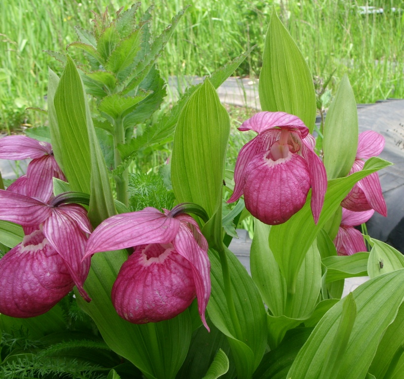 Image of Cypripedium macranthos specimen.