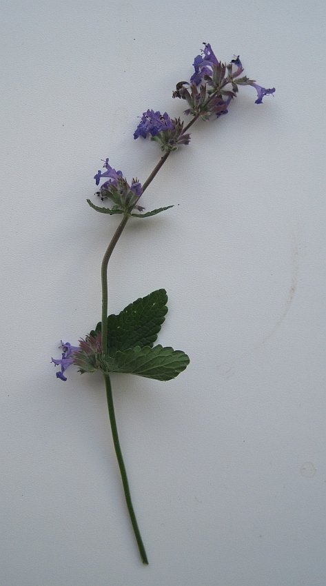 Image of Nepeta grandiflora specimen.