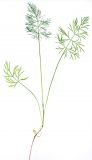 Foeniculum vulgare