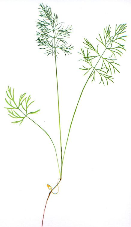 Изображение особи Foeniculum vulgare.