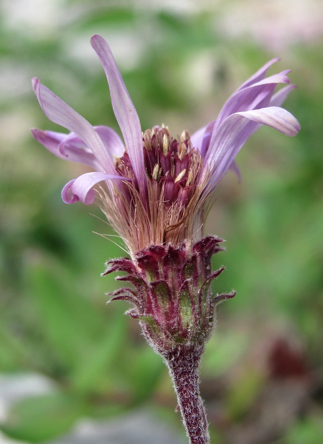 Image of Aster sibiricus specimen.