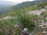 genus Asphodeline. Вегетирующее растение. Краснодарский край, окр. г. Геленджик, прибрежная гора, каменистый склон. 07.08.2013.