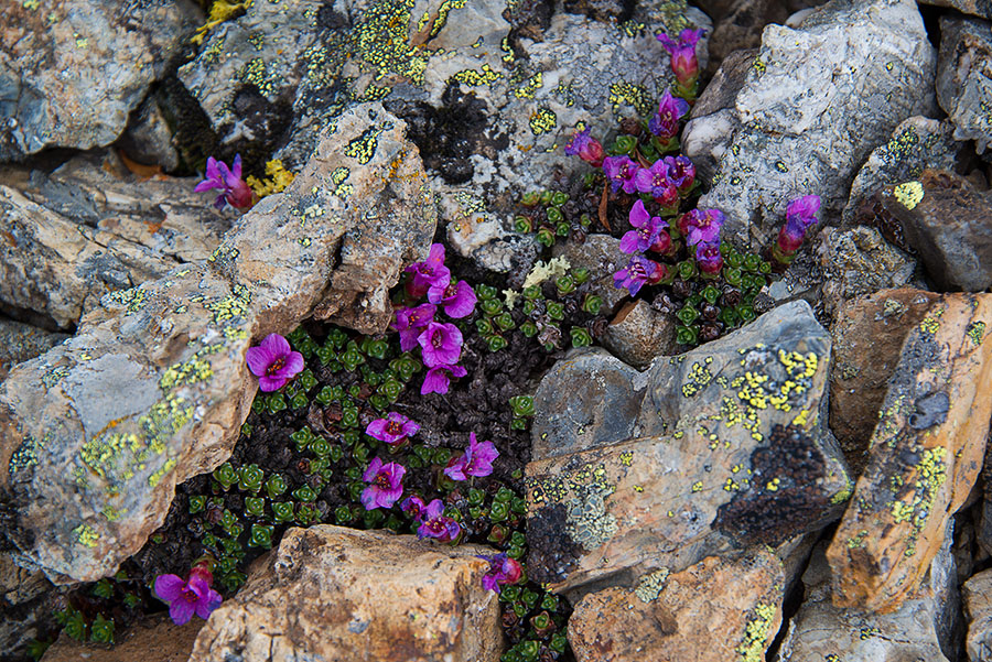 Изображение особи Saxifraga asiatica.