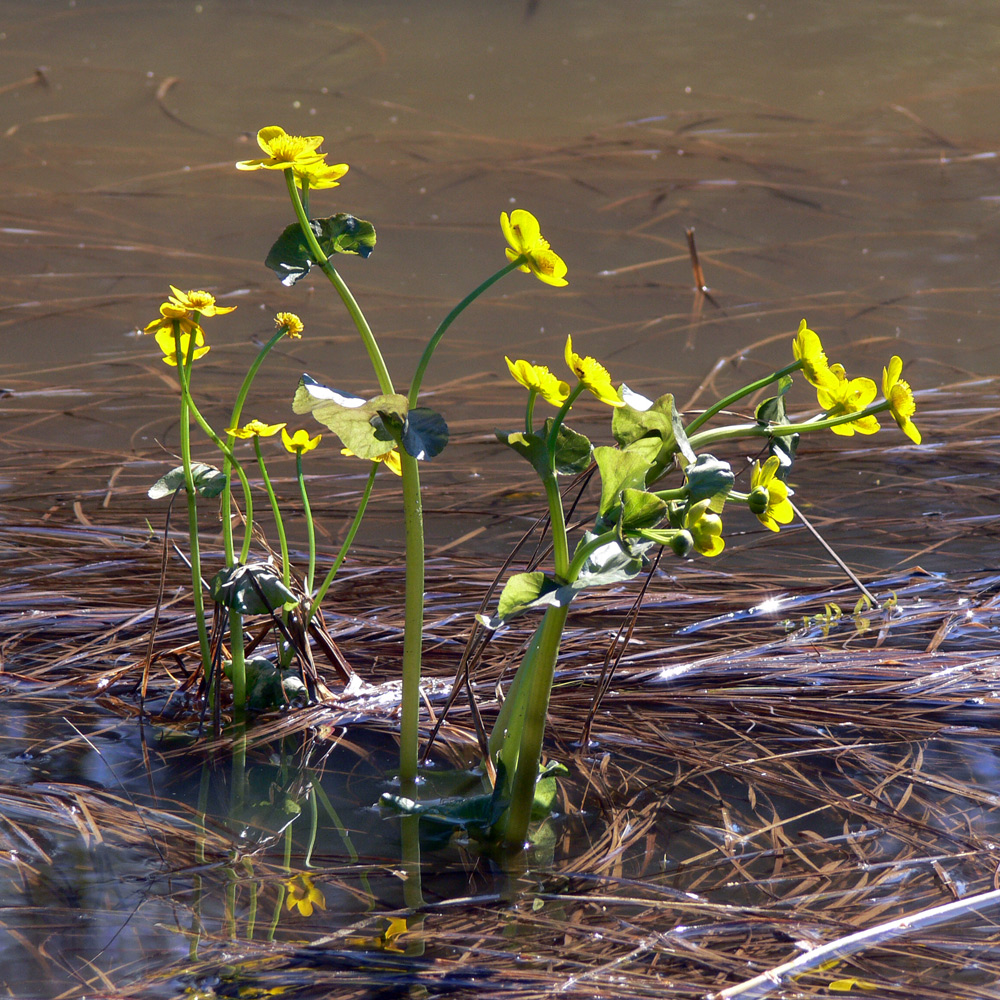 Image of Caltha palustris specimen.