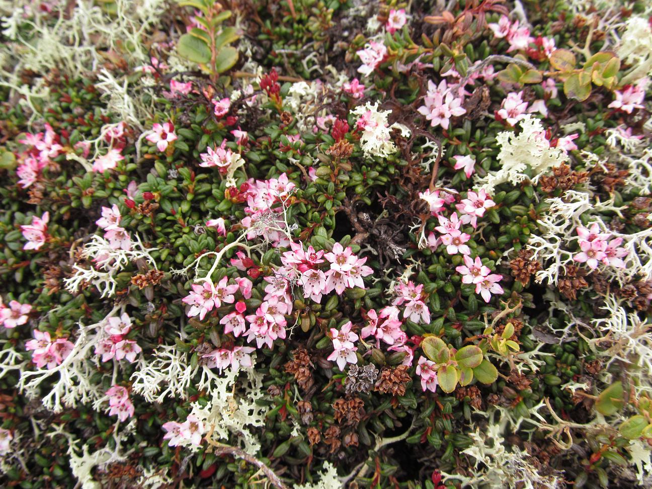 Изображение особи Loiseleuria procumbens.