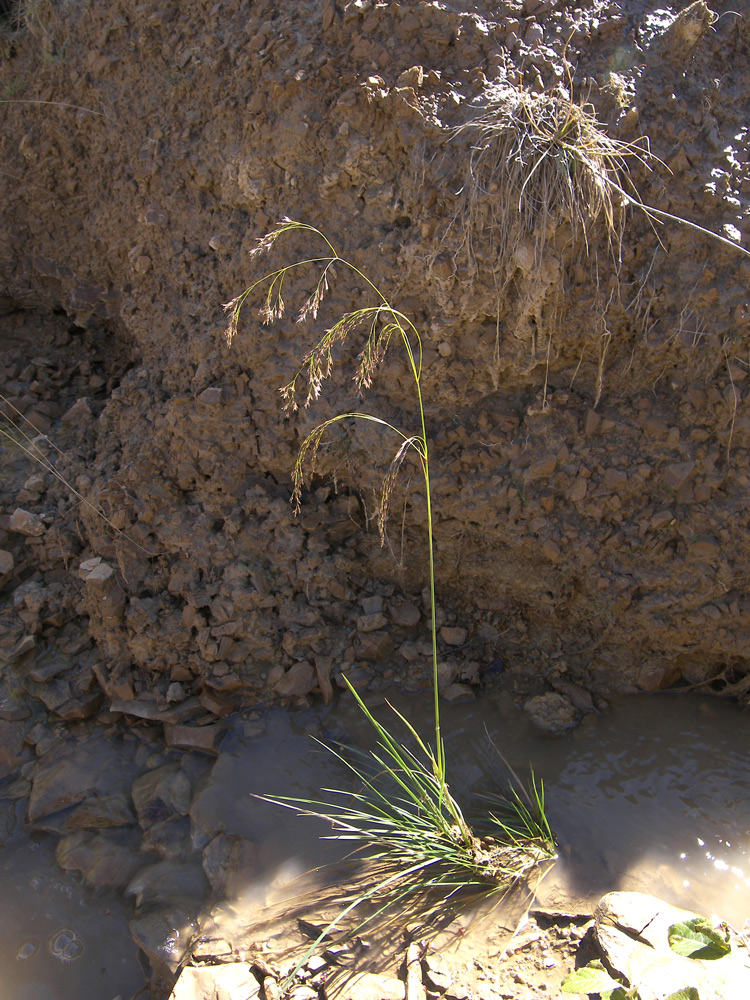 Image of Deschampsia cespitosa specimen.