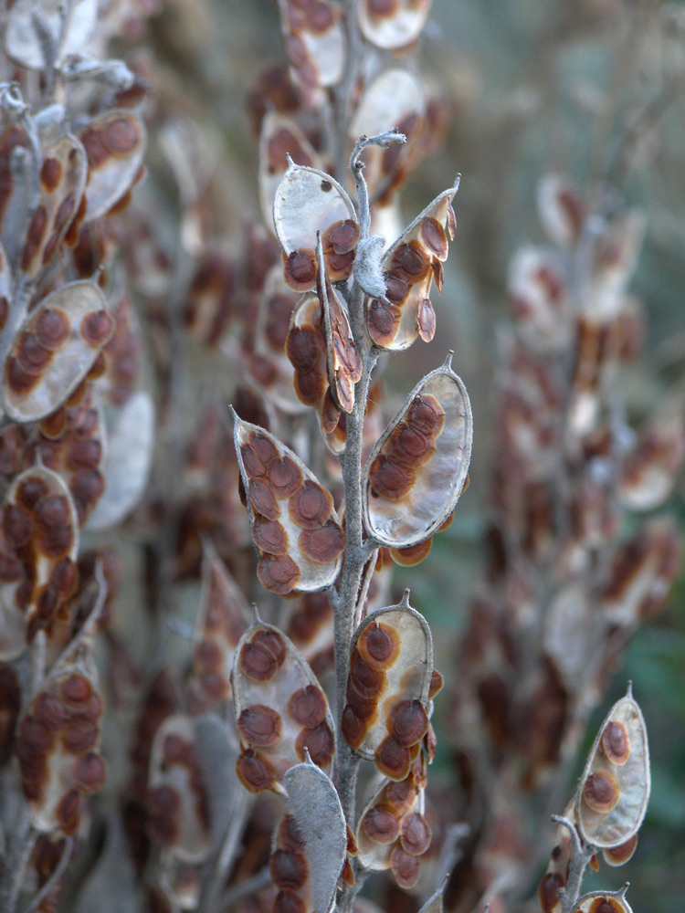 Image of Fibigia eriocarpa specimen.