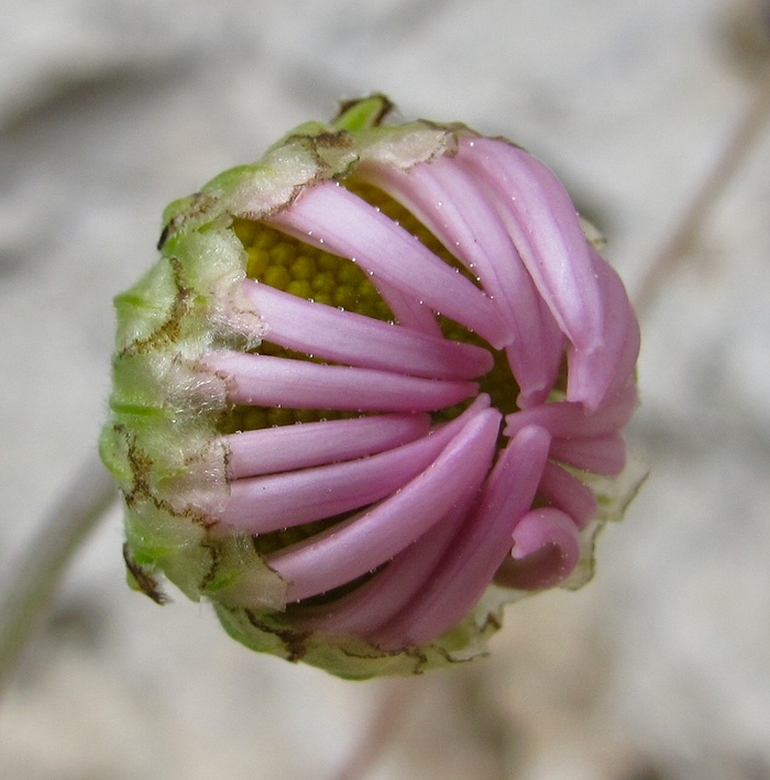 Изображение особи Chrysanthemum zawadskii.