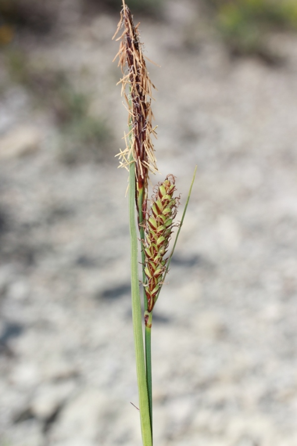 Image of Carex cuspidata specimen.