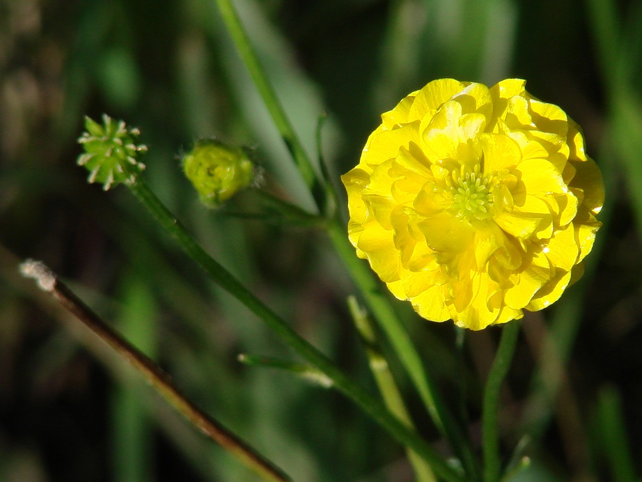 Изображение особи род Ranunculus.