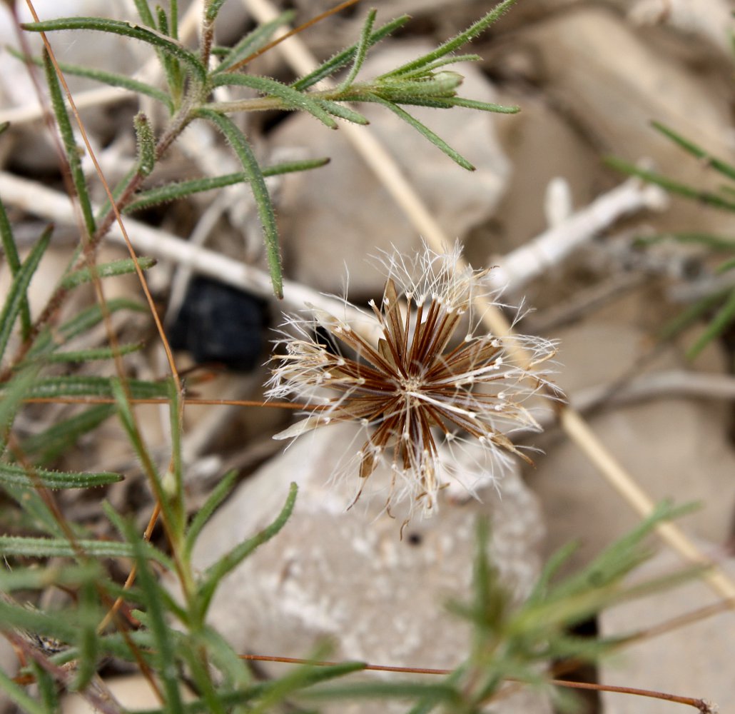 Image of Leysera leyseroides specimen.