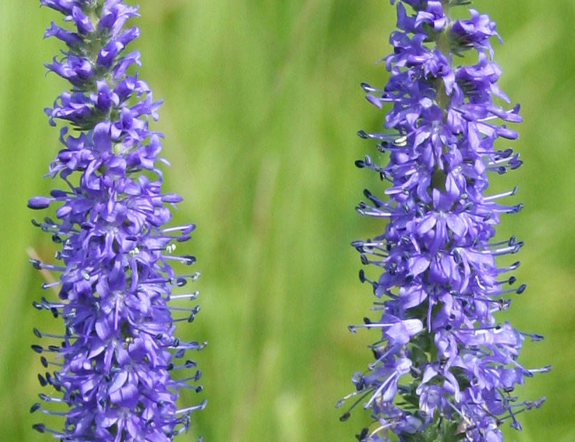 Image of Veronica longifolia specimen.