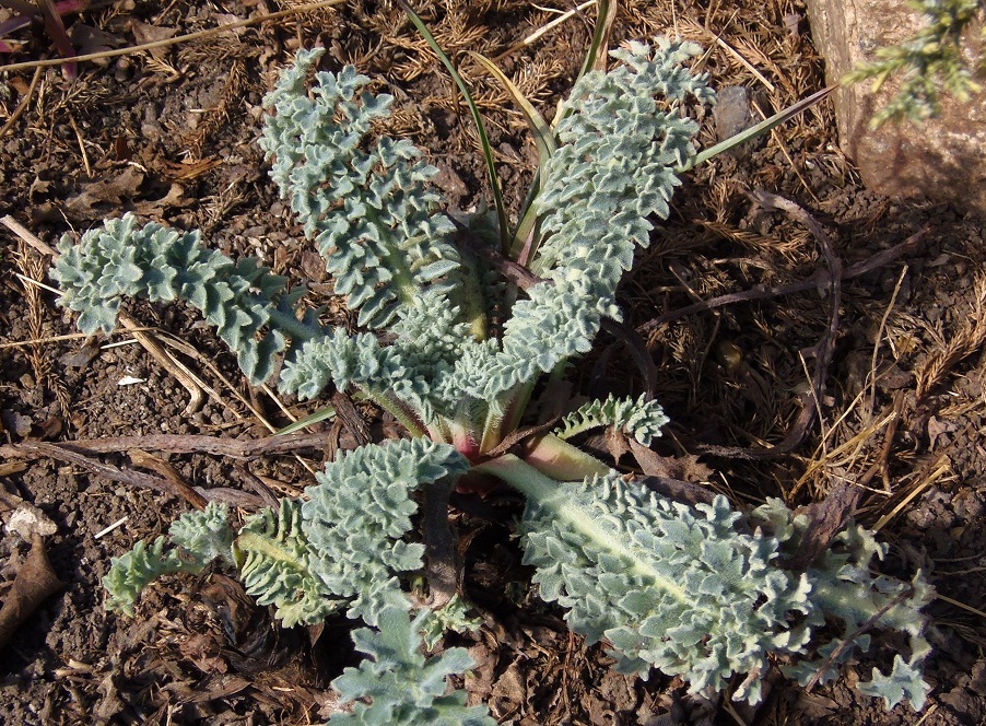 Image of Glaucium flavum specimen.