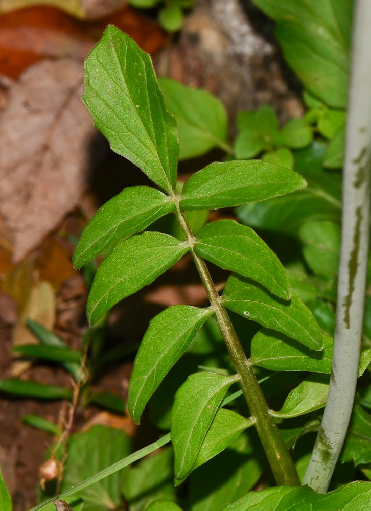 Изображение особи Valeriana dioscoridis.