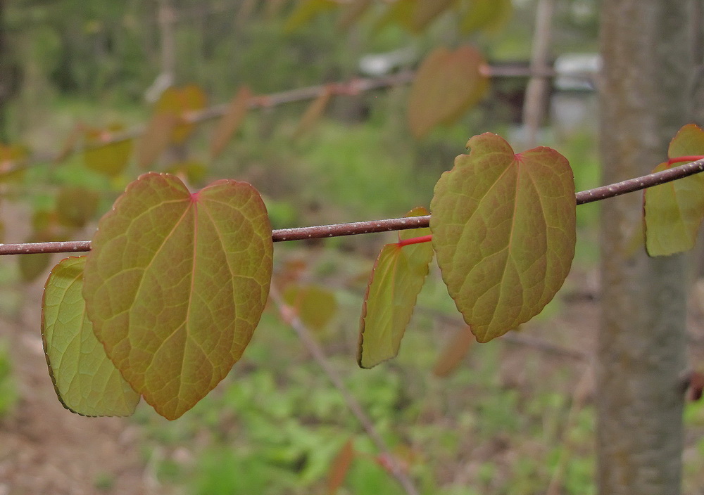 Image of Cercidiphyllum japonicum specimen.