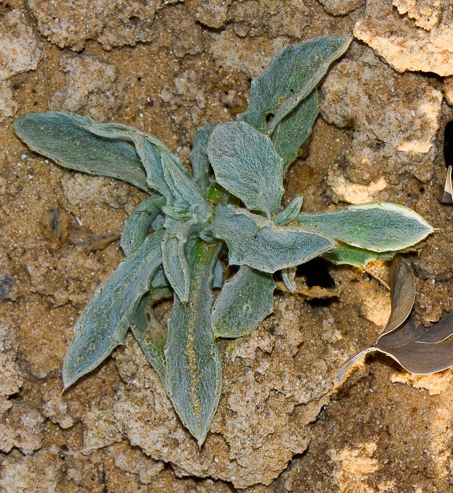 Image of Atractylis carduus specimen.