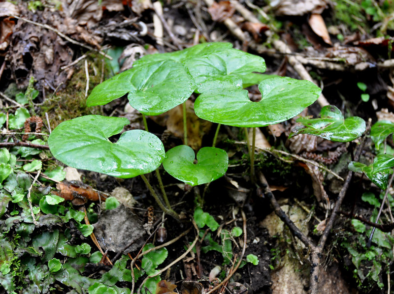 Изображение особи Asarum intermedium.