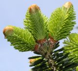 Abies numidica