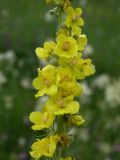 Verbascum lychnitis