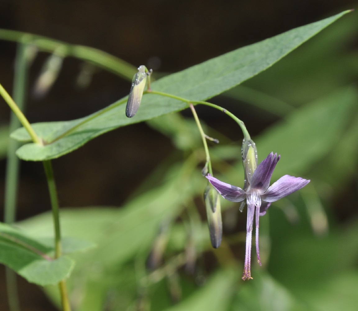 Изображение особи Prenanthes purpurea.