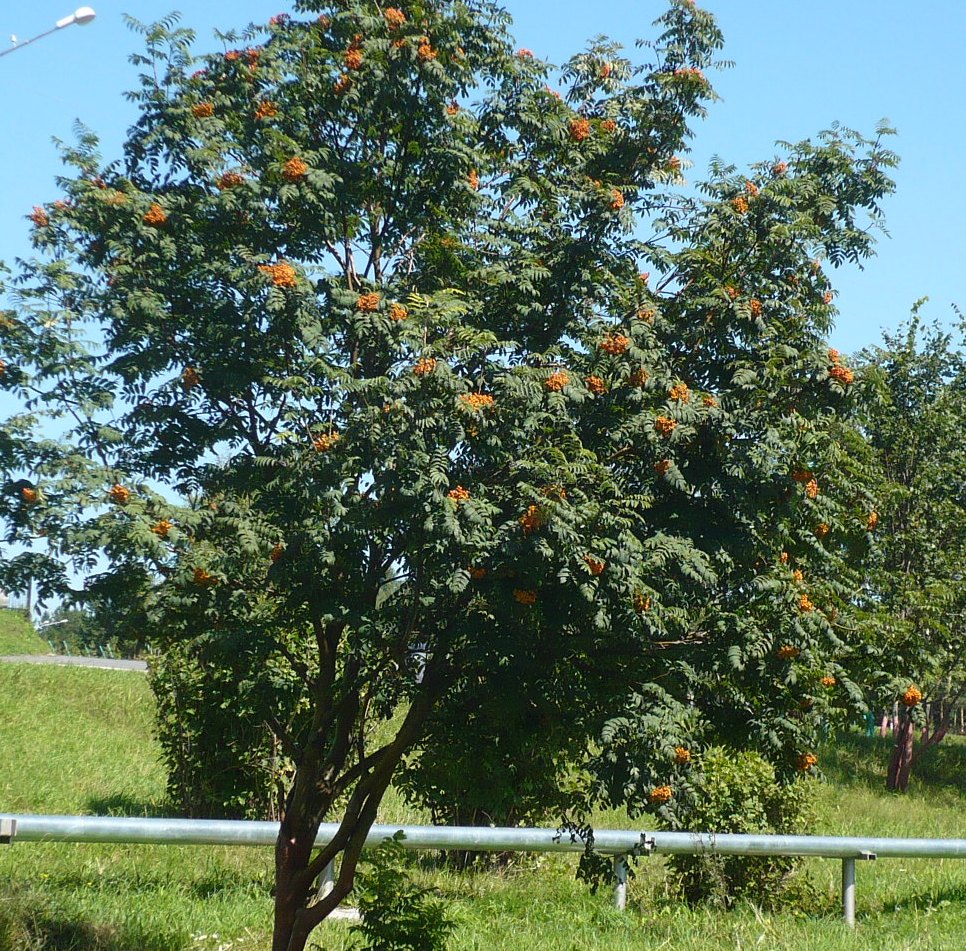 Image of Sorbus aucuparia specimen.