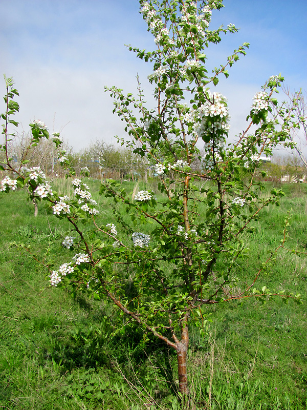 Image of Pyrus caucasica specimen.