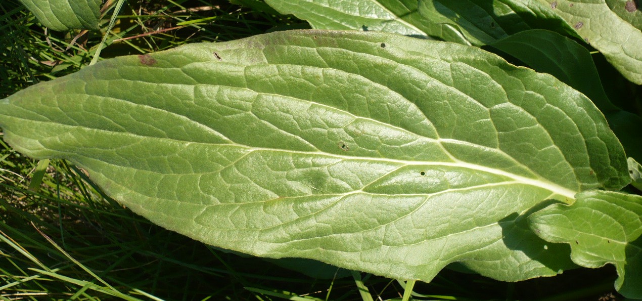 Image of Cynoglossum officinale specimen.