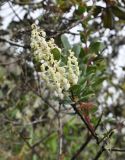 Agarista albiflora. Соцветие. Перу, археологический комплекс Мачу-Пикчу, склон горы Мачу-Пикчу. 13 марта 2014 г.