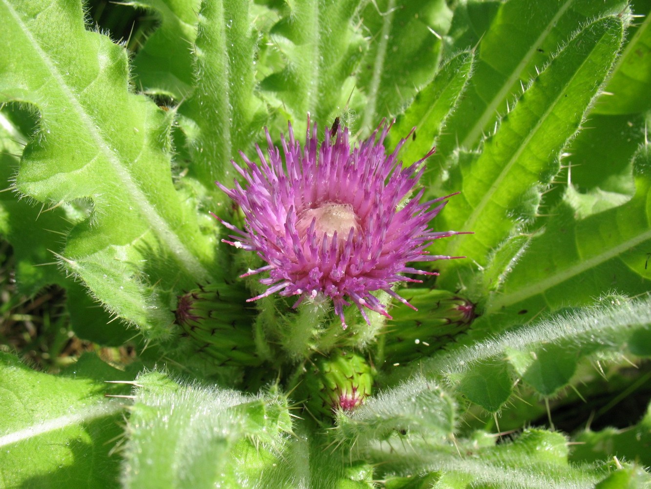 Image of Cirsium esculentum specimen.