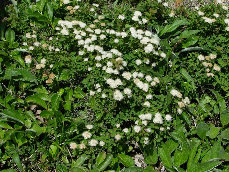 Image of Spiraea beauverdiana specimen.