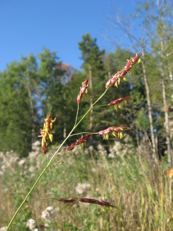 Image of Sorghum &times; drummondii specimen.