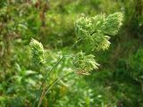 Dactylis glomerata