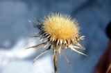 Carlina biebersteinii