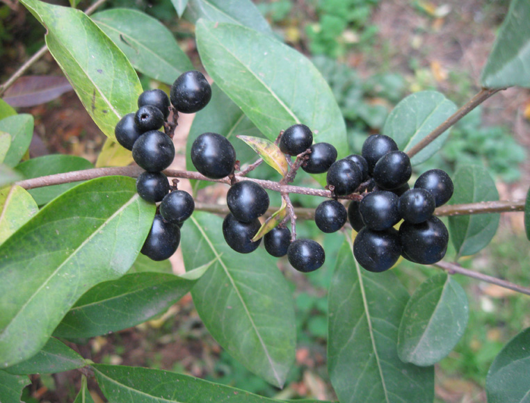 Image of Ligustrum vulgare specimen.