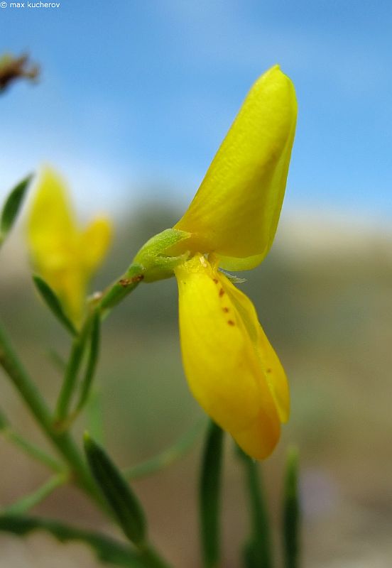 Изображение особи Genista tanaitica.