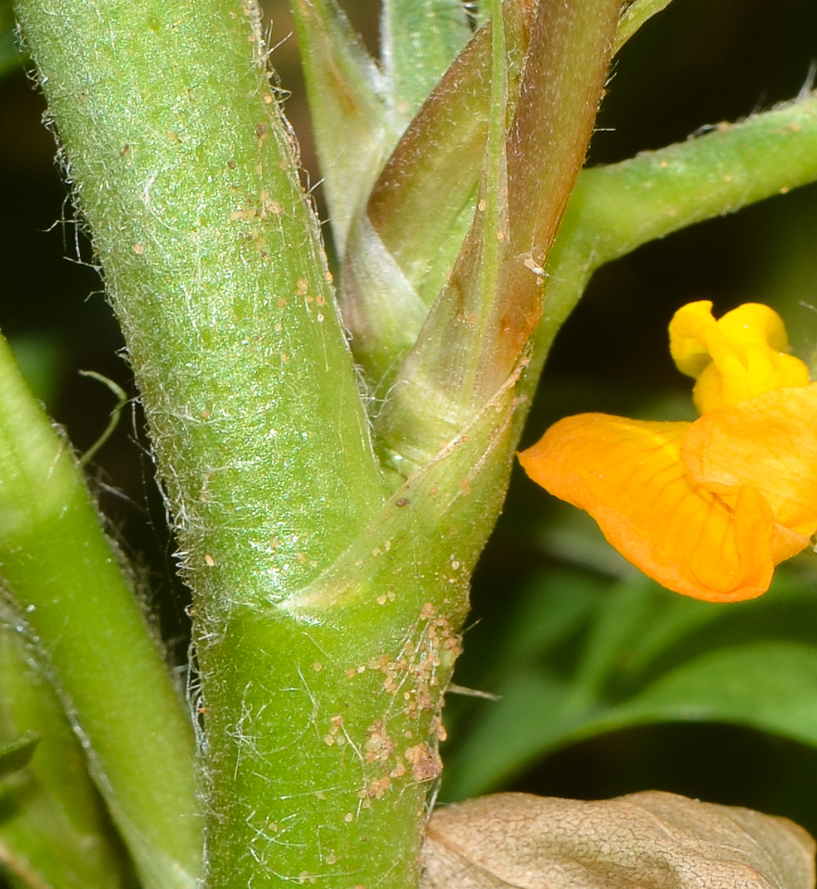 Image of Arachis hypogaea specimen.