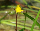 Utricularia vulgaris. Цветок. Иркутская обл., Иркутский р-н, заболоченный берег залива Ирк. вдхр. 22.07.2014.