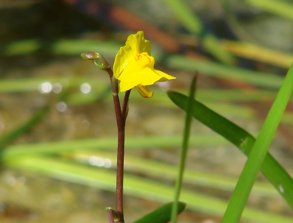 Image of Utricularia vulgaris specimen.