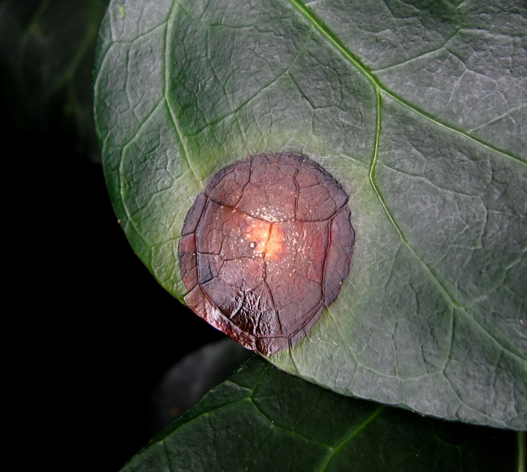 Image of Hedera colchica specimen.